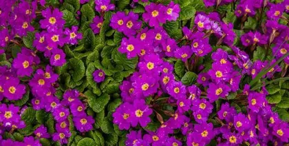 The Growth and Development of Flowering Plants and Their Influencing Factors (Analyzing the Vitality and Beauty of Flowering Plants—from Seed to Flowering)