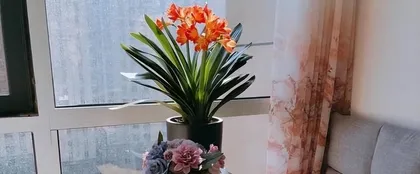 How long can Clivia miniata live (Exploring the lifespan of Clivia miniata and methods to extend its life)