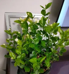 Why do jasmine branches dry out? (Exploring the reasons for jasmine branch wilting and solutions)