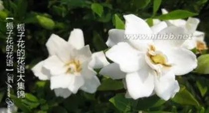The Language and Stories of Various Plants, Plant Stories and the Beauty of Their Meanings