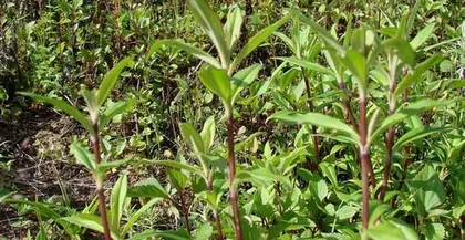 The appearance and characteristics of Gentiana (Exploring the flowers, leaves, fruits, and ecological environment of Gentiana)