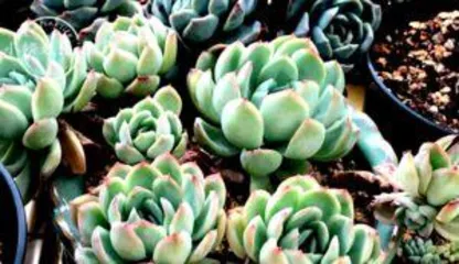 Why do succulents need water, exploration and practice of hydroponic technology for succulent plants