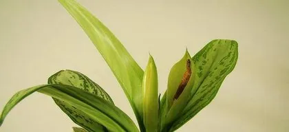 What flowers can absorb secondhand smoke? A list of flowers that absorb secondhand smoke