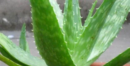 Aloe Vera Winter Care Guide (How to Keep Aloe Vera Healthy Through the Cold Winter?)