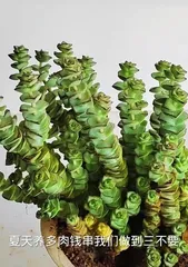 The Troubles and Solutions of Propagating Succulents (How to Effectively Deal with Succulent Propagation Issues)