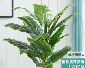Green Giant Care Guide (Make Your Green Giant Thrive) 3