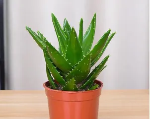 Nightless City Aloe Pruning Guide (Creating Beautiful and Healthy Potted Aloe Vera)