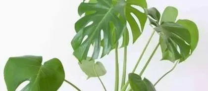 Aloe Vera Watering Tips (Master the Watering Frequency to Grow Healthy Aloe Vera)