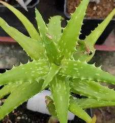 Explore the diversity of Aloe species (understanding their classification and characteristics)