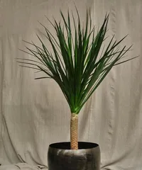 Longxu Breeding Guide (Detailed Explanation of Longxu Breeding Methods and Maintenance Points) 2