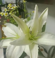 The Magical Effects of Lilies (Making Your Bedroom Healthier and More Beautiful)