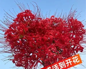 The meaning of different colored彼岸花 (Exploring the meaning of彼岸花, appreciating various emotions)