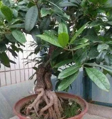How to Successfully Propagate Your Osmanthus Tree Through Cuttings? (Osmanthus Cuttings Propagation Methods and Precautions)