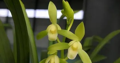 The lifespan and vitality of orchids (exploring the life cycle of orchids and methods to extend their lifespan)