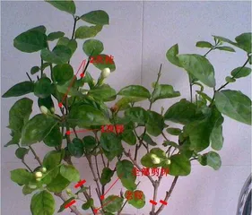 How to prune jasmine, pruning techniques and growth management