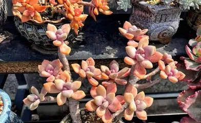 Comprehensive Cultivation Methods for Sedum 'Dong Mei Ren' (From Selection to Cultivation, A Comprehensive Guide to Caring for Dong Mei Ren!) 3