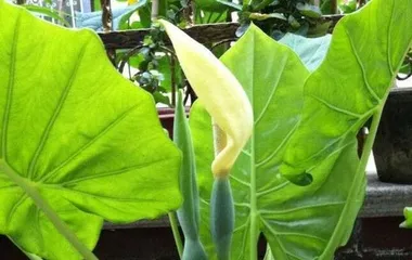 The cutting method of Syngonium podophyllum (How to successfully propagate Syngonium podophyllum?)