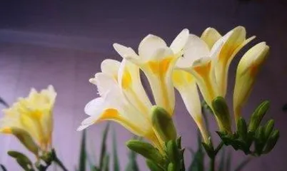 Indoor Freesia Care Guide (Tropical Plant Suitable for Indoors, Unmissable Beauty) 2