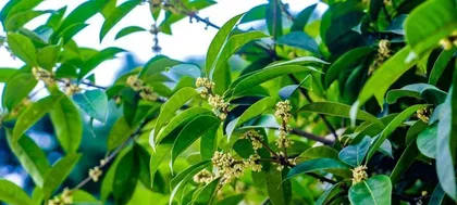 How to Sunscreen for Your Osmanthus: Making It Healthier (Unveiling the Sunlight Secret of Osmanthus)