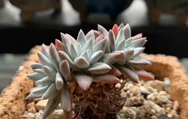 The propagation methods and precautions for Gasteria: from leaf cuttings to stem cuttings, easily master the propagation of Gasteria.