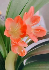 Essential Feng Shui for the Living Room (Creating a Home with Auspicious and Harmonious Energy, Transforming Clivia into a Beautiful Feng Shui Decoration)