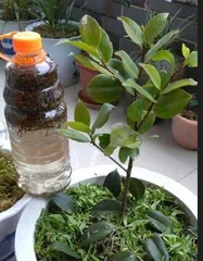 How to water pothos correctly? (The time, method, and tips for watering pothos)