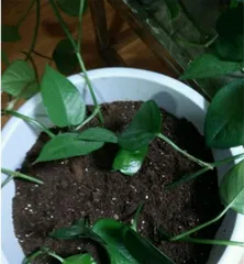 Quickly take root, make pothos healthier (Quickly take root, make pothos healthier)
