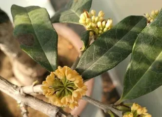 How to properly propagate osmanthus trees through cuttings? (Precautions, steps, and tips!)