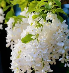 Winter Management Tips for Lilac (How to Keep Your Lilac Safe Through the Cold Winter)