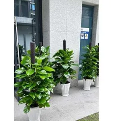 A Comprehensive Guide to Pruning and Maintenance of Pothos Columns (Pruning Techniques, Precautions, and Growth Management Methods for Pothos Columns)