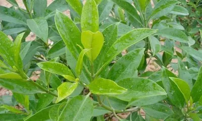 The propagation methods of African jasmine - cuttings (mastering cutting techniques, easily propagate fragrance)