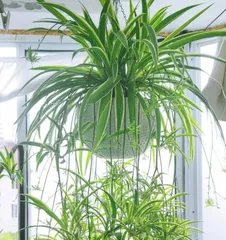 The selection and arrangement of hallway plants for feng shui (enhancing the home's energy field, making the hallway a vibrant place full of life)