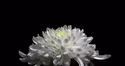 Mourning Flowers — The Language of Flowers for Expressing Condolences (Introducing the Types and Meanings of Mourning Flower Language)