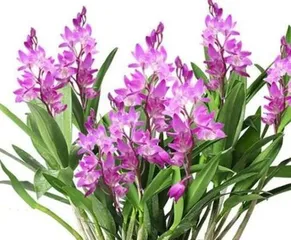 Unveiling the Scent Mystery of Zingiberales (Exploring Whether Zingiberales Have a Scent and Its Influencing Factors)
