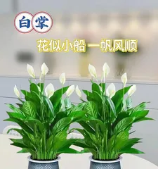 The best time to repot a white orchid (Understand the timing of repotting white orchids to help the plant grow healthily)