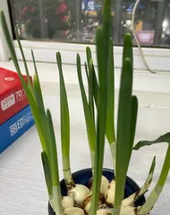 Analysis of the reasons why Narcissus does not bloom (Narcissus growth environment and care techniques)