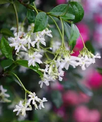Detailed Tips on Propagating African Jasmine Cuttings (How to Successfully Propagate African Jasmine?)