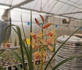 How to solve the problem of orchid leaves with dry tips (causes and treatments for orchid leaves with dry tips)