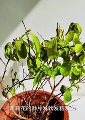 Why do African jasmine leaves wilt? (Exploring the reasons for wilted jasmine leaves and solutions)
