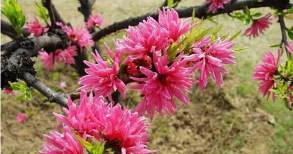 The efficacy and functions of red chrysanthemums (Exploring the medicinal value and health benefits of red chrysanthemums)