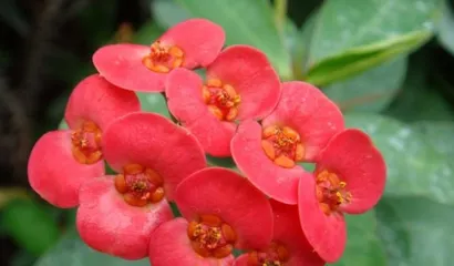 Is the Euphorbia really poisonous? (The truth and common sense about Euphorbia)