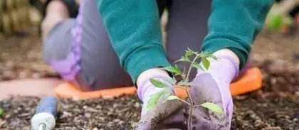 Can leftover tea be used to water plants? (The benefits and precautions of using leftover tea)