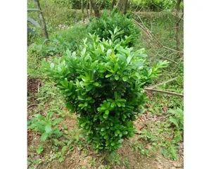 Explore the world of evergreen courtyard trees (learn about the types and characteristics of evergreen courtyard trees to make your courtyard more vibrant)