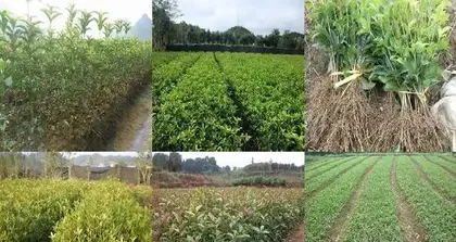 How to protect osmanthus seedlings in winter? (Osmanthus seedlings are prone to frost damage in winter, learn how to protect them correctly!)