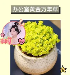 Complete Guide to Growing Goldman's Moss (Creating a Beautiful Garden, Starting with Goldman's Moss)
