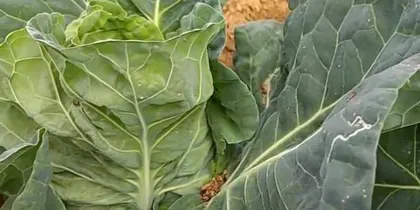 Cabbage—a nutritious vegetable (Learn about the scientific classification and cultivation techniques of cabbage)