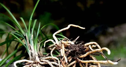 How to fix rotten orchid roots? (Teach you the correct method for treating rotten orchid roots!)