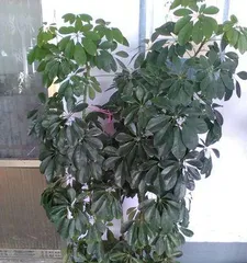 The flowering of Aralia indica heralds good omens (exploring the mystery of Aralia indica blossoming)