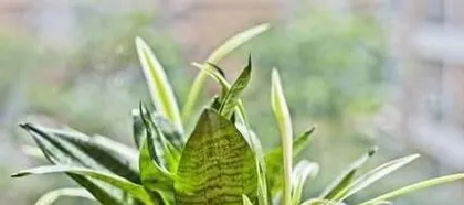Top 10 Effective Methods to Solve Snake Plant Rot Heart Problems (-Snake Plant Rot Heart)