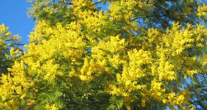 A Comparison of the Similarities and Differences Between Mimosa and Albizia Trees—Two Magical Lives in the Plant World